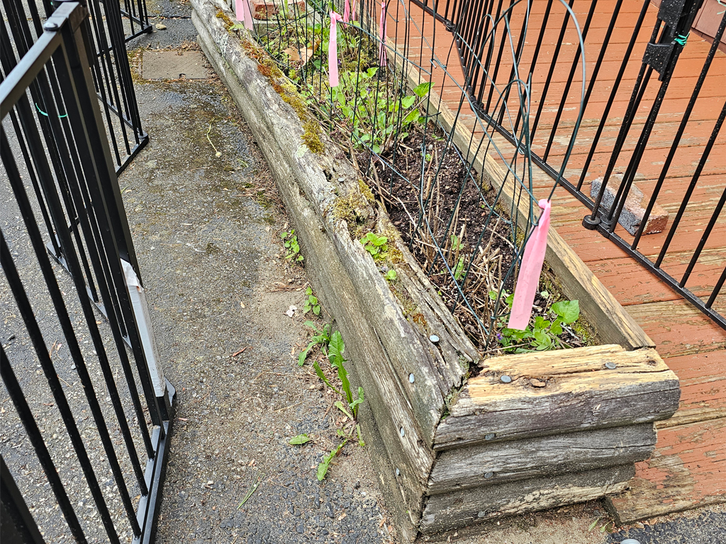 Old Garden Bed with Rotting Wood and Failing Structure
